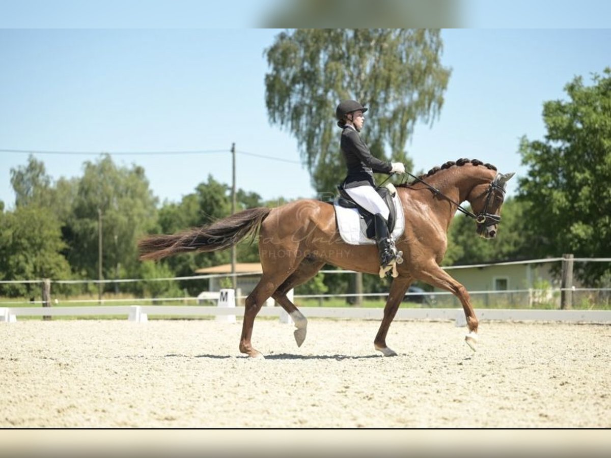 Hanoverian Gelding 11 years 17 hh Chestnut in Wernstein
