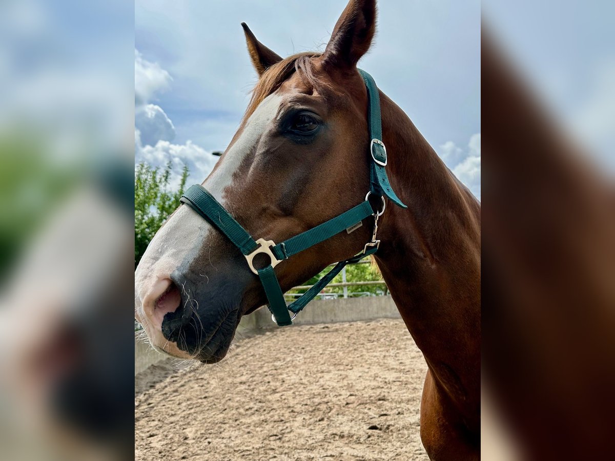 Hanoverian Gelding 11 years 17 hh Chestnut in Dortmund