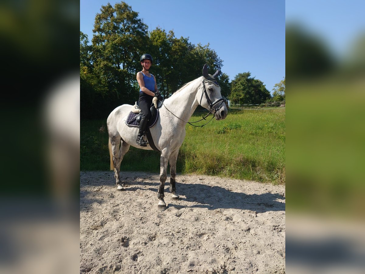 Hanoverian Gelding 11 years 17 hh Grey in Leonberg