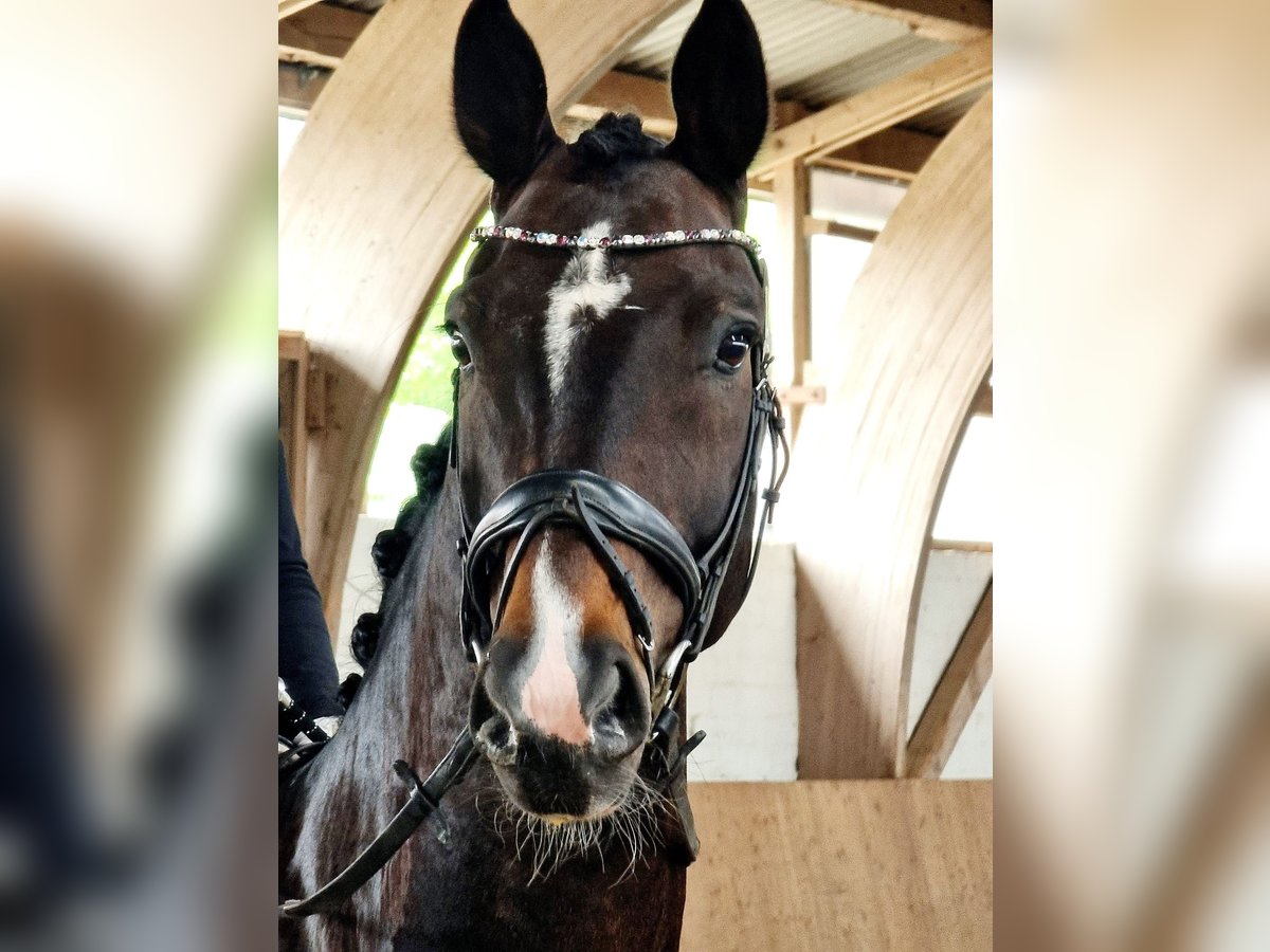 Hanoverian Gelding 11 years 17,1 hh Bay-Dark in Rheda-Wiedenbr&#xFC;ck
