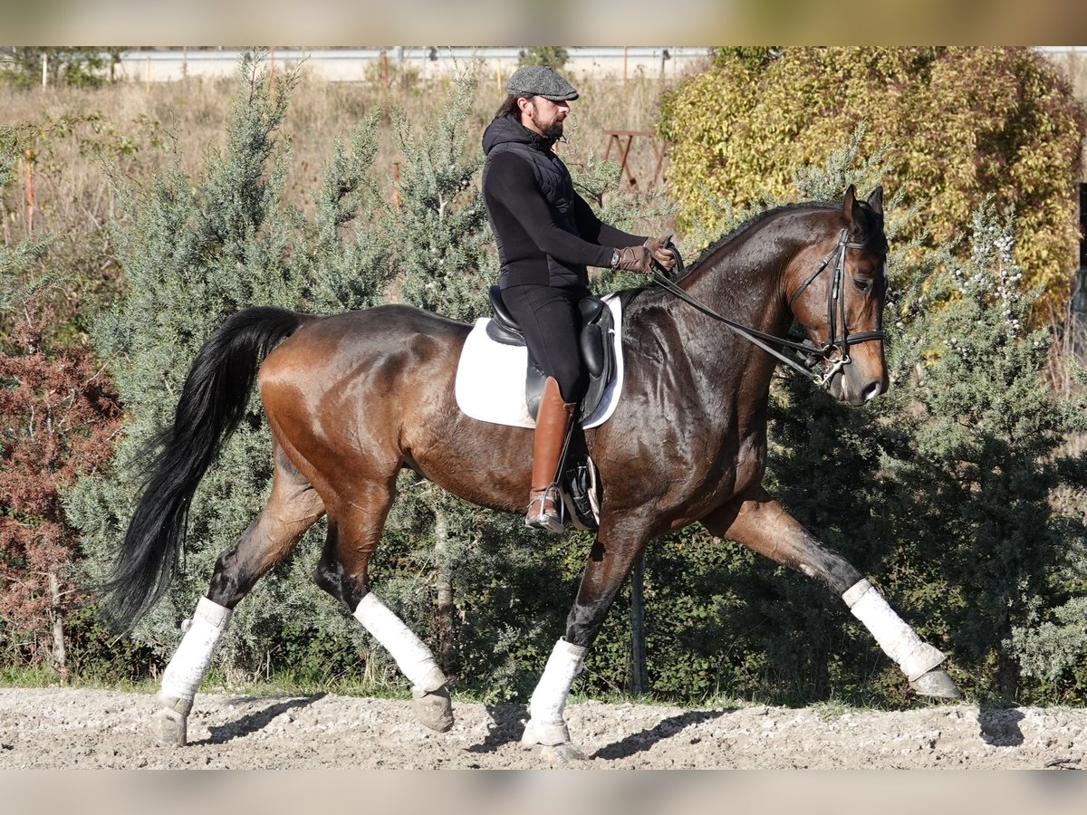 Hanoverian Gelding 11 years 17,2 hh Dun in Noain (Navarra)