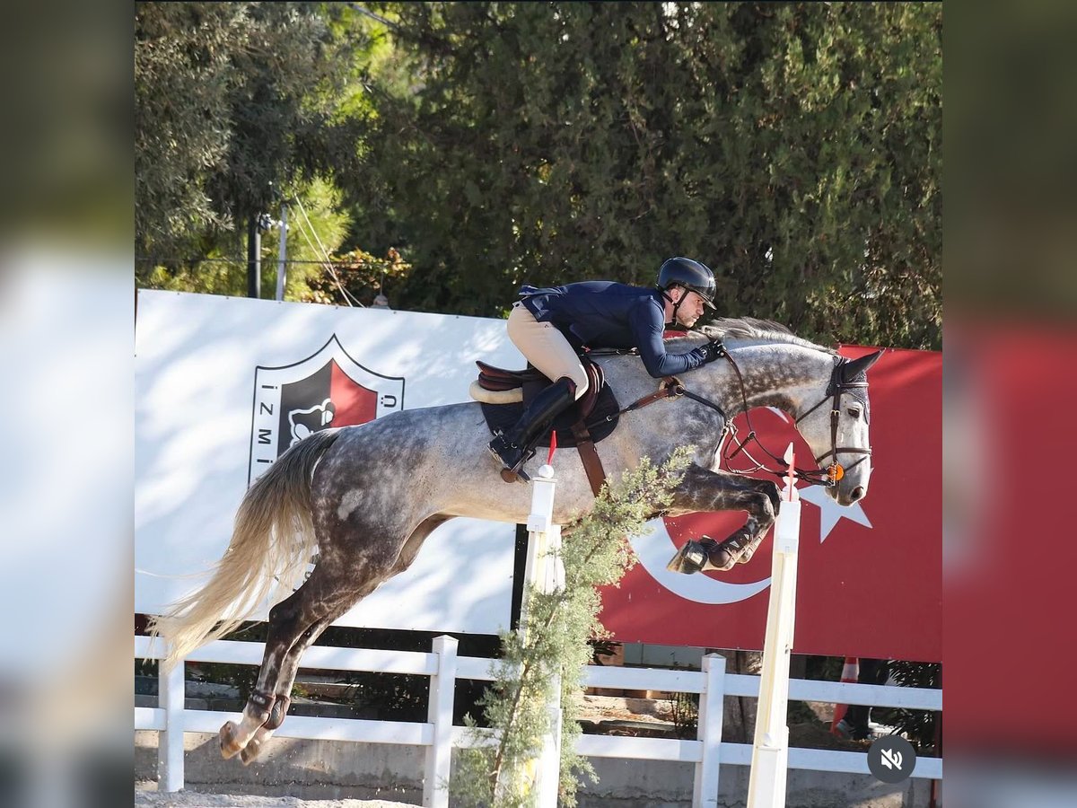 Hanoverian Gelding 11 years 17,2 hh Gray in İstanbul