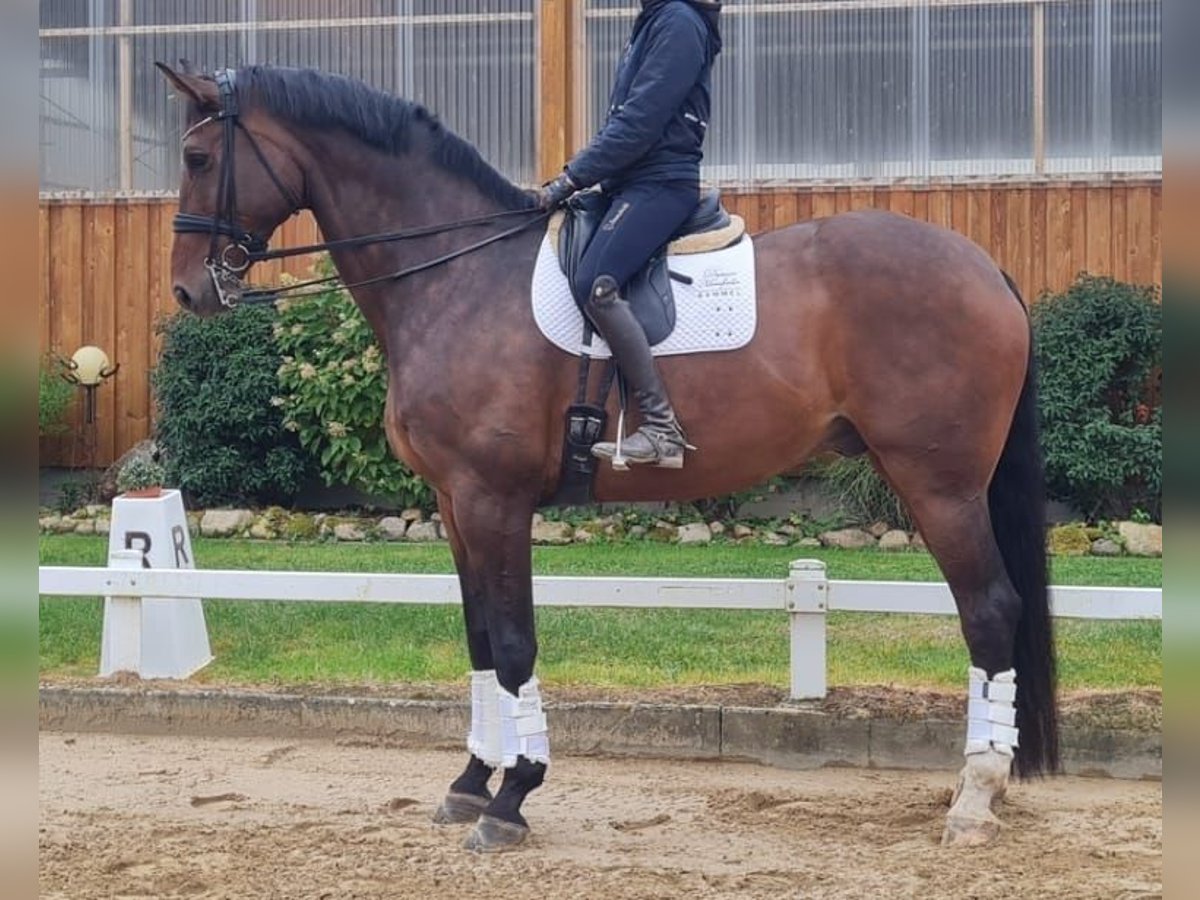 Hanoverian Gelding 11 years 18,2 hh Brown in Stoetze