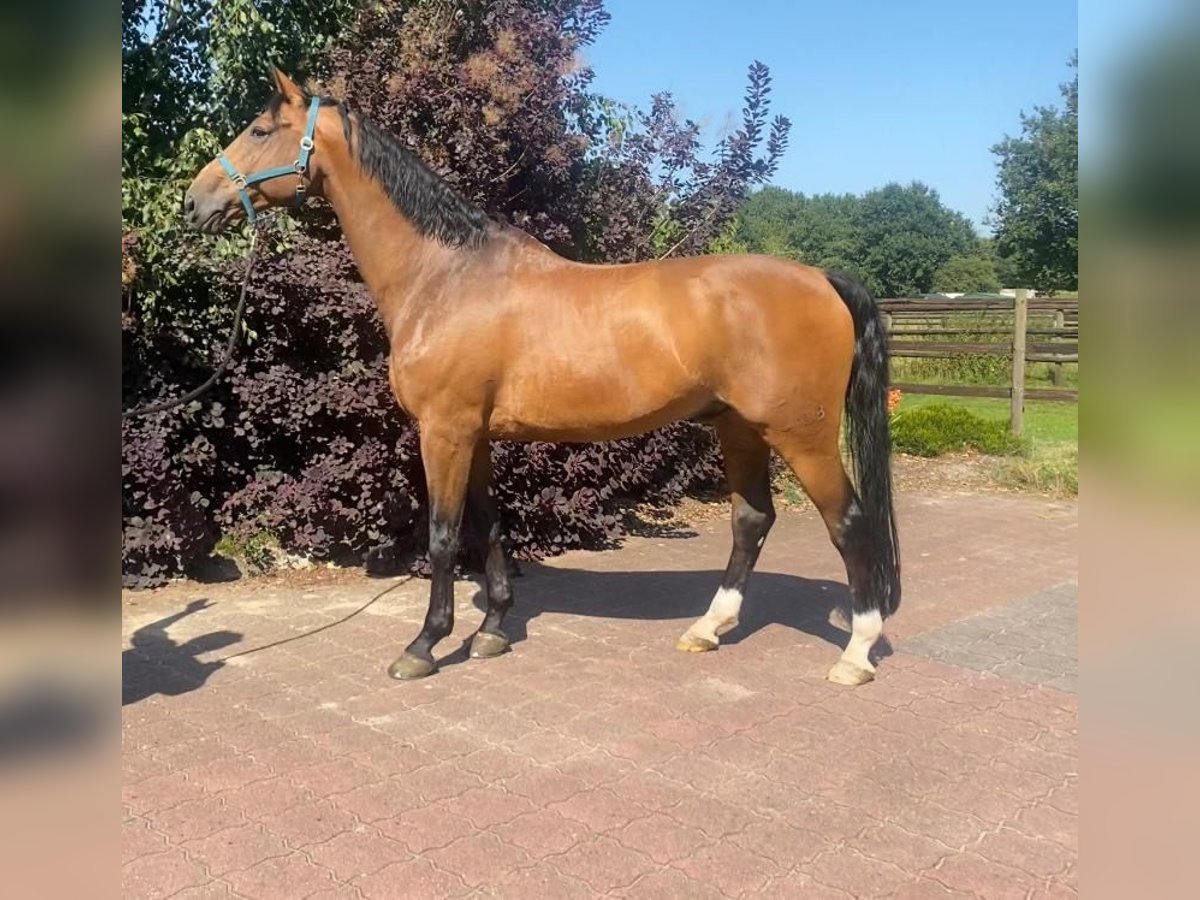 Hanoverian Gelding 11 years Brown in Heidenau