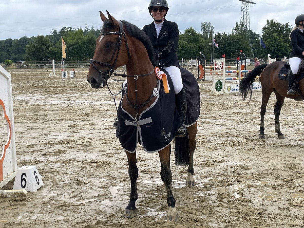 Hanoverian Gelding 12 years 16,1 hh Brown in Ober-Olm