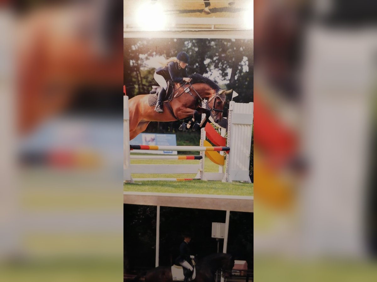 Hanoverian Gelding 12 years 16,2 hh Brown in Elmlohe