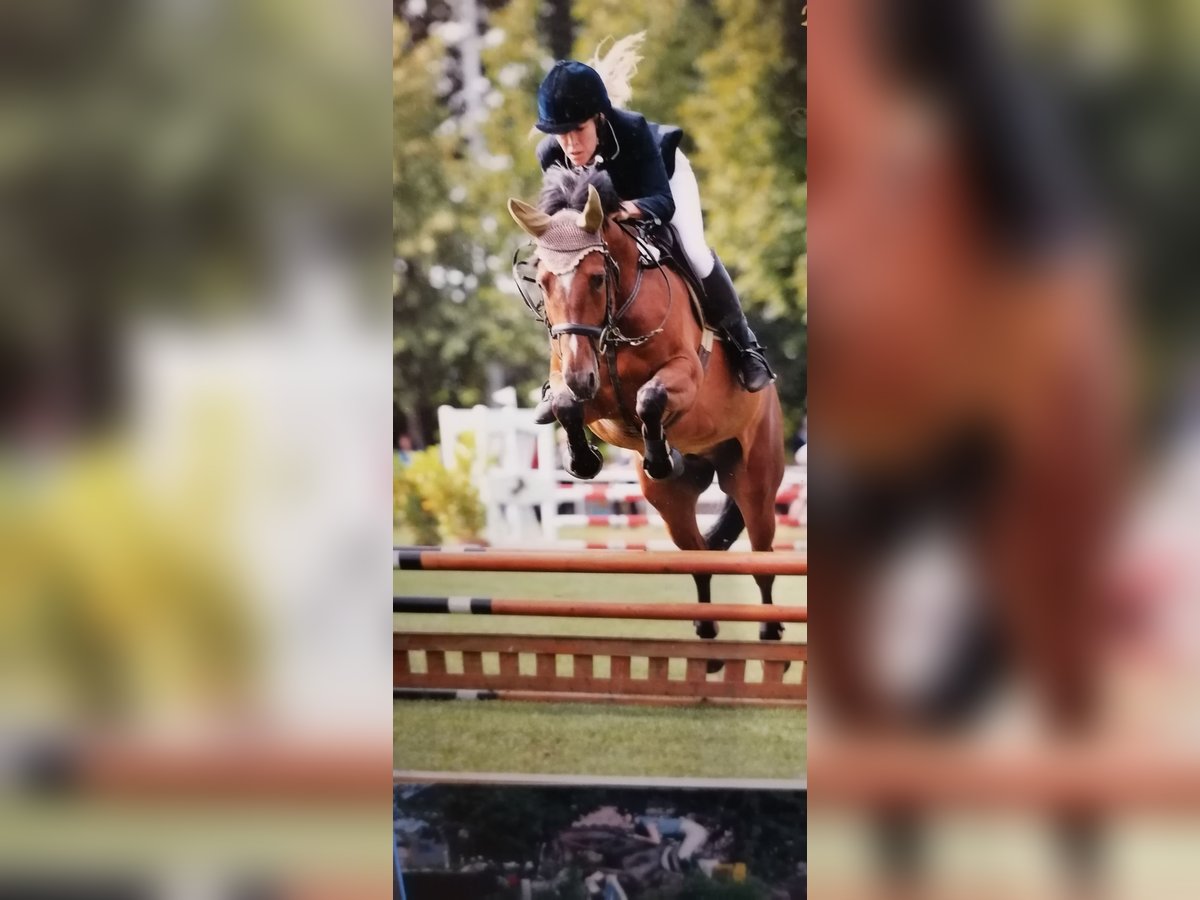 Hanoverian Gelding 12 years 16,2 hh Brown in Geestland