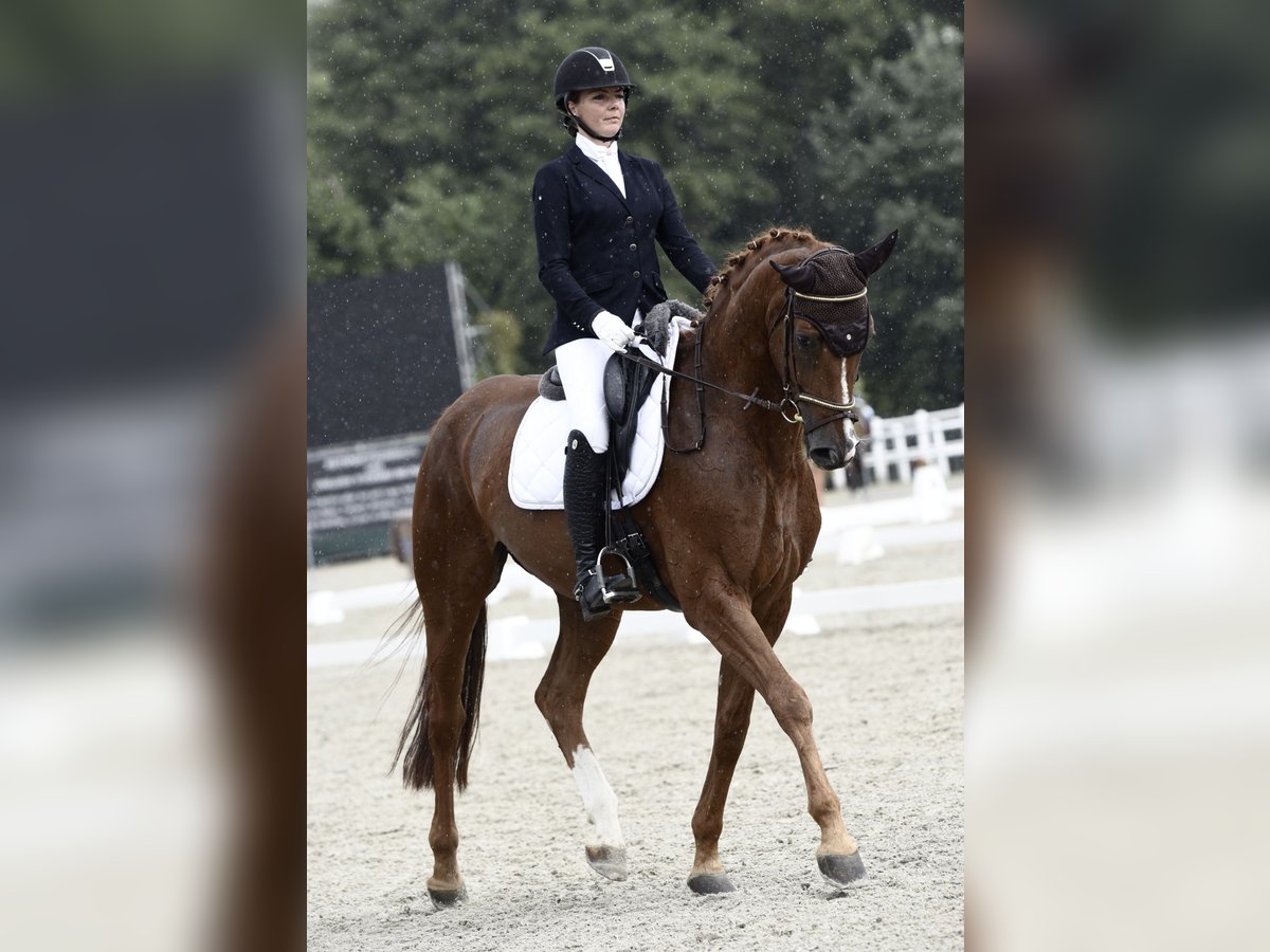 Hanoverian Gelding 12 years 16,2 hh Chestnut-Red in Baden