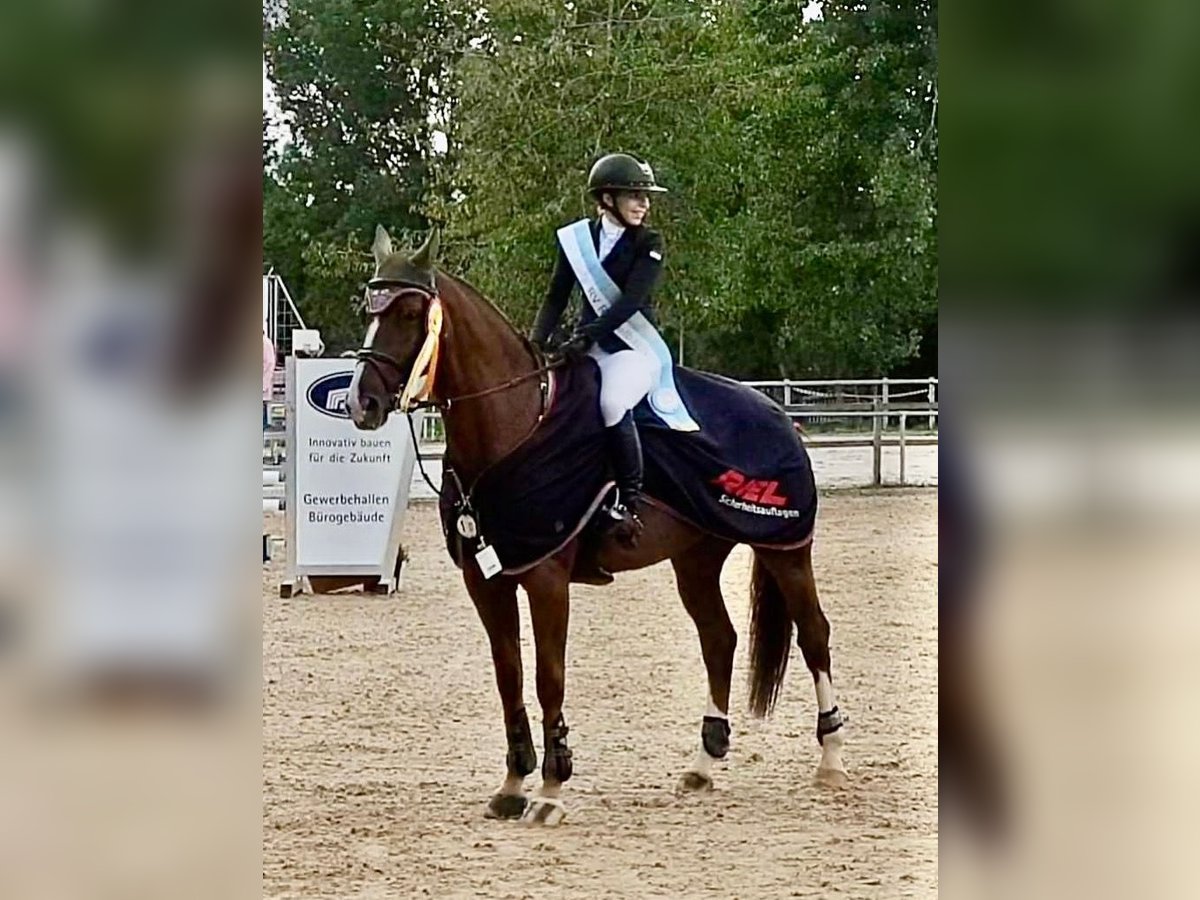 Hanoverian Gelding 12 years 16,3 hh Chestnut in Ellwangen (Jagst)