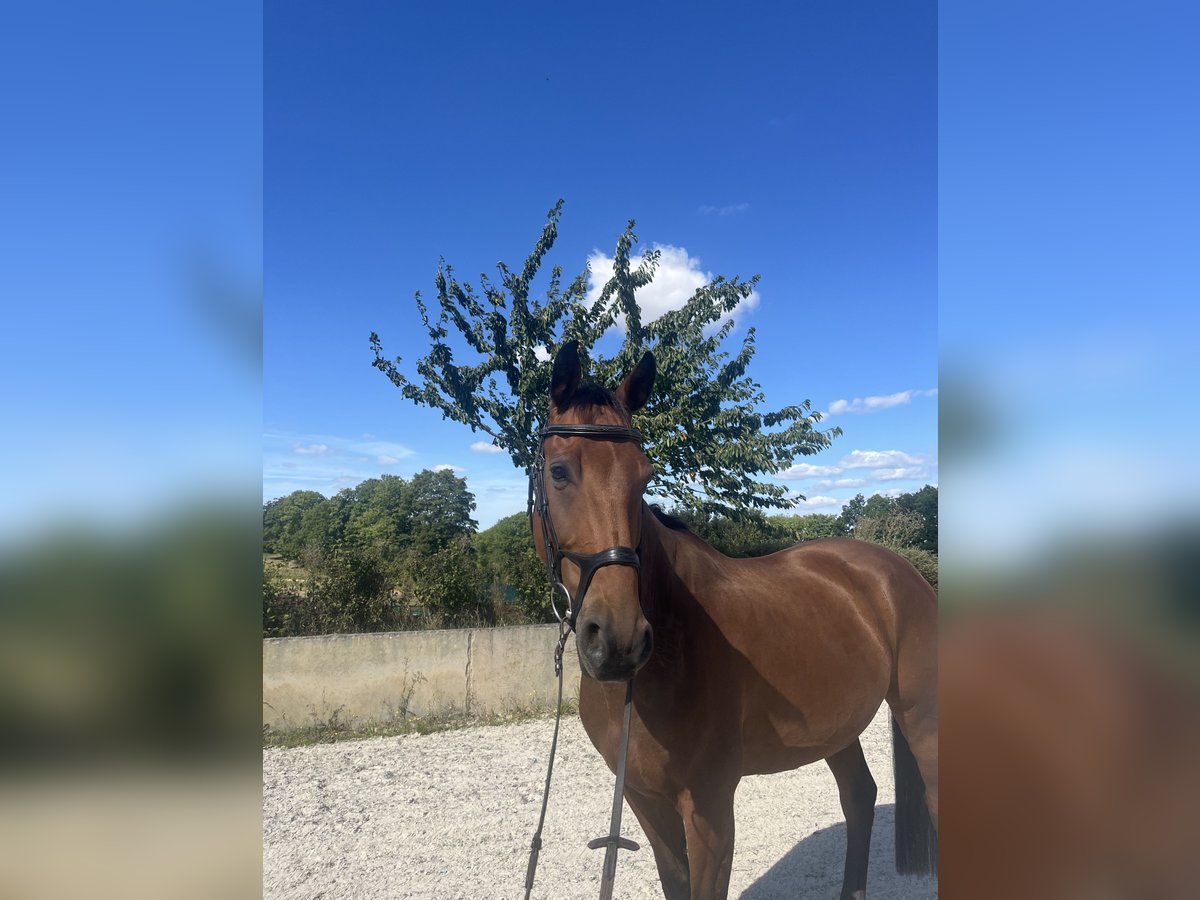 Hanoverian Gelding 12 years 16,1 hh Brown in Bärenstein Hanoverian Gelding 12 years 16,1 hh Brown in Bärenstein
