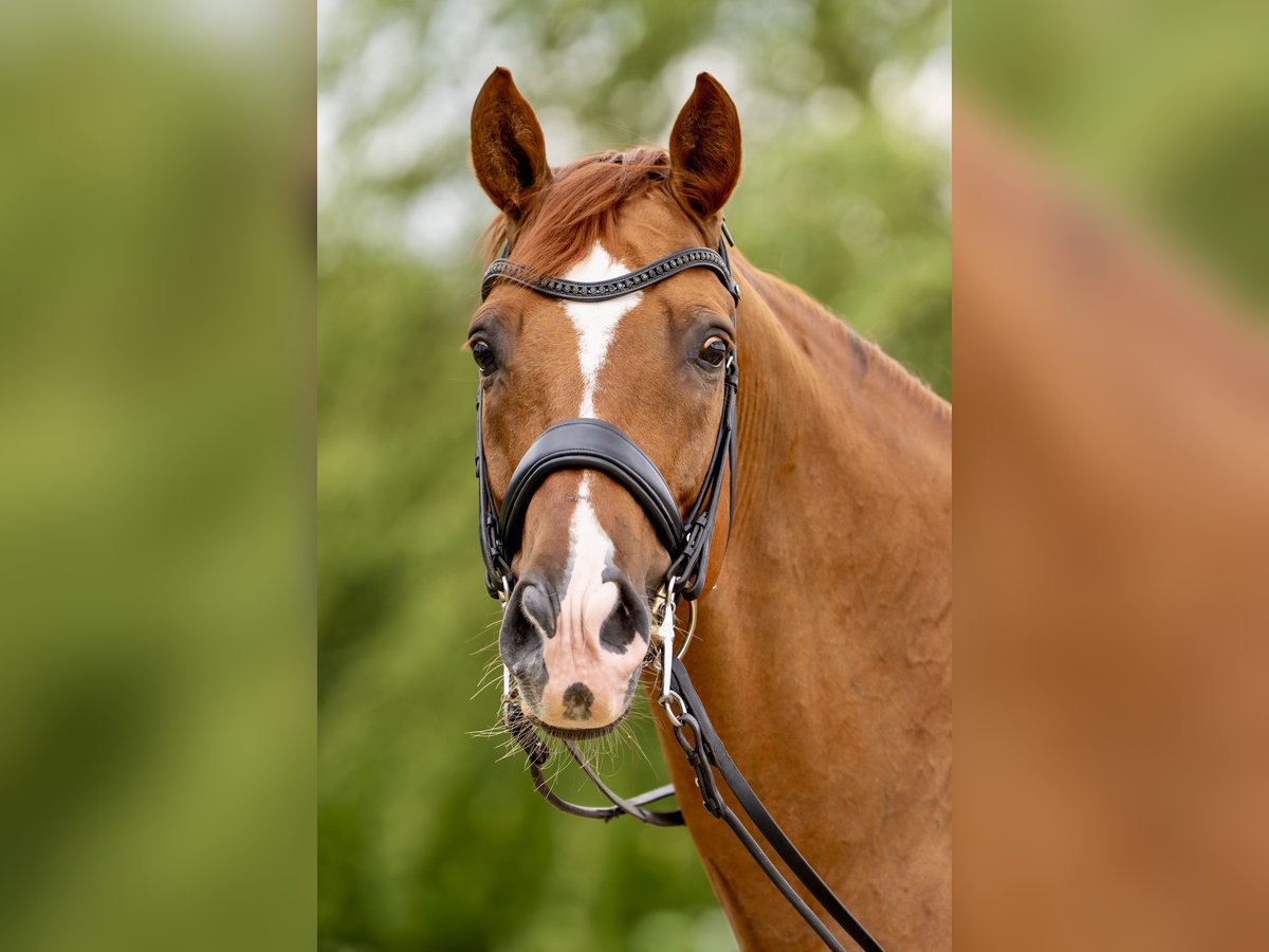 Hanoverian Gelding 12 years 16,1 hh Chestnut in Jaunmarupe