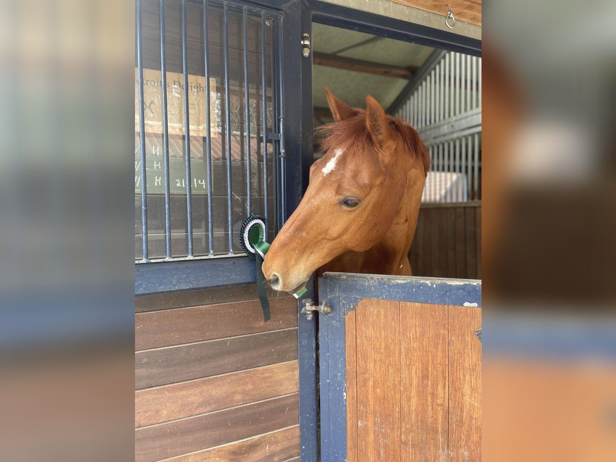 Hanoverian Gelding 12 years 16,1 hh Chestnut-Red in Lauf an der Pegnitz