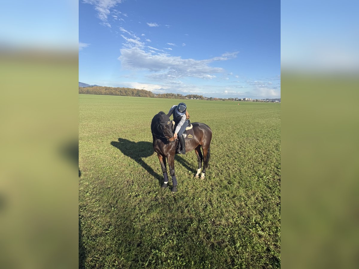 Hanoverian Gelding 12 years 16,2 hh Brown in Celje - po&#x161;tni predali
