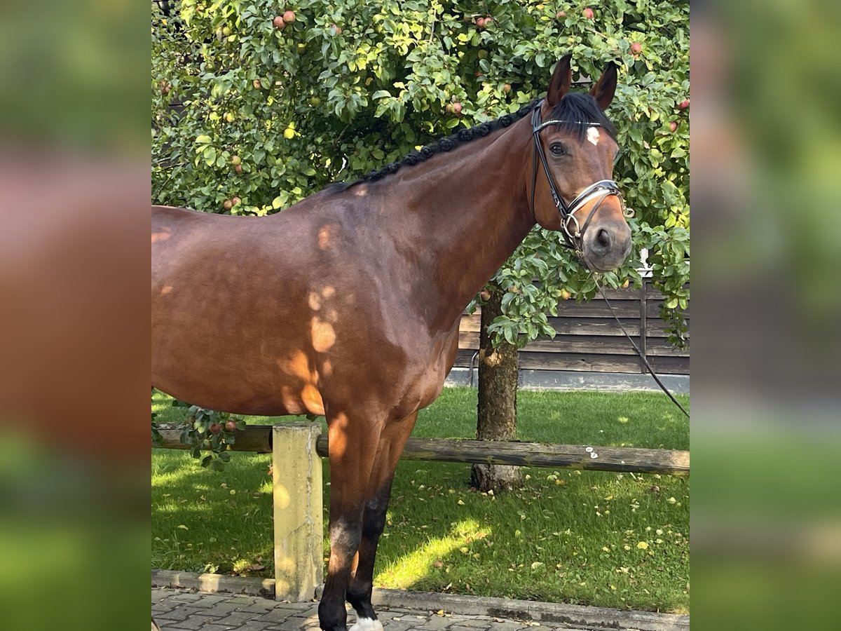 Hanoverian Gelding 12 years 17,1 hh Brown in Ettringen