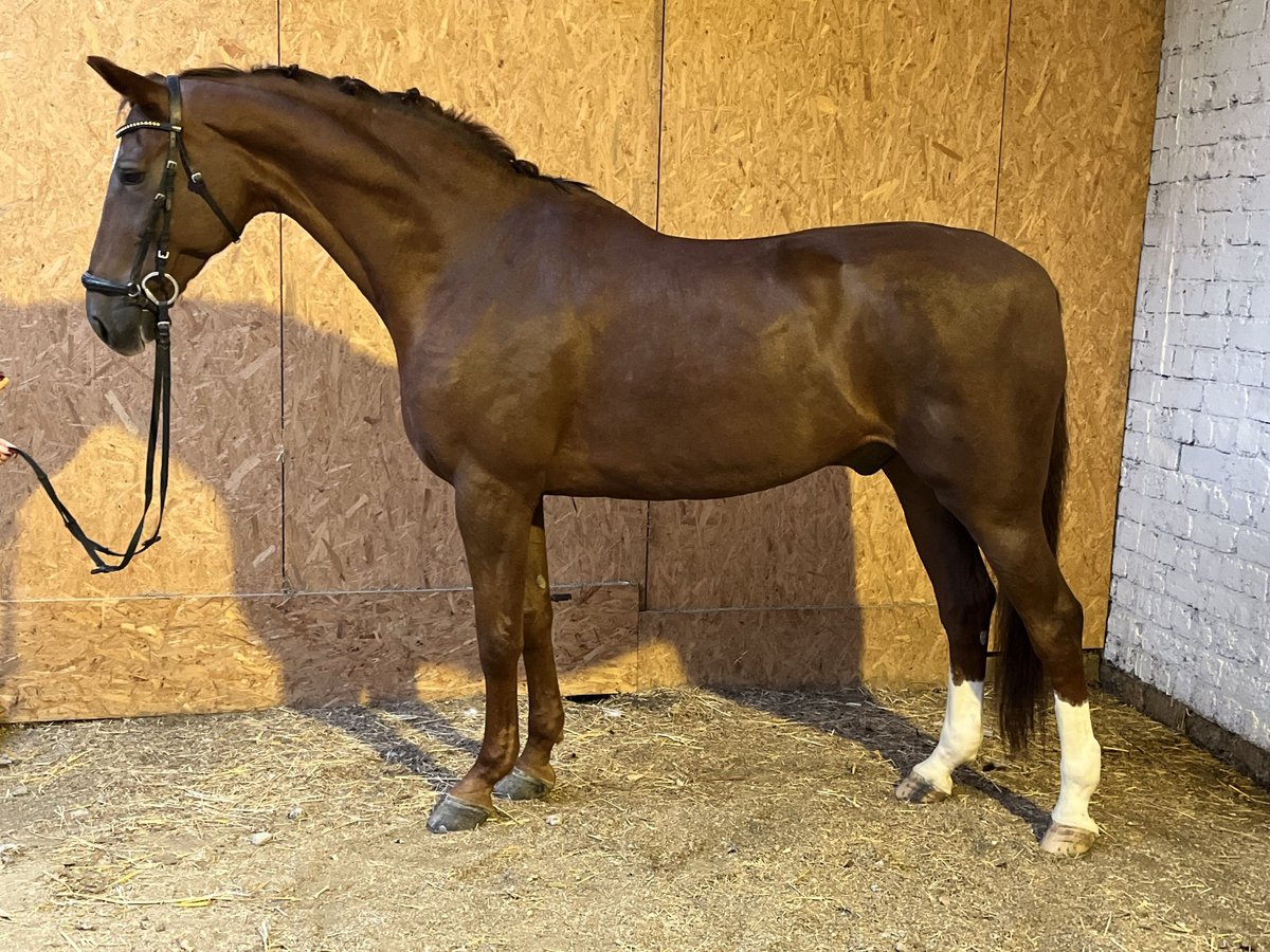 Hanoverian Gelding 12 years 17,1 hh Chestnut in Hamm