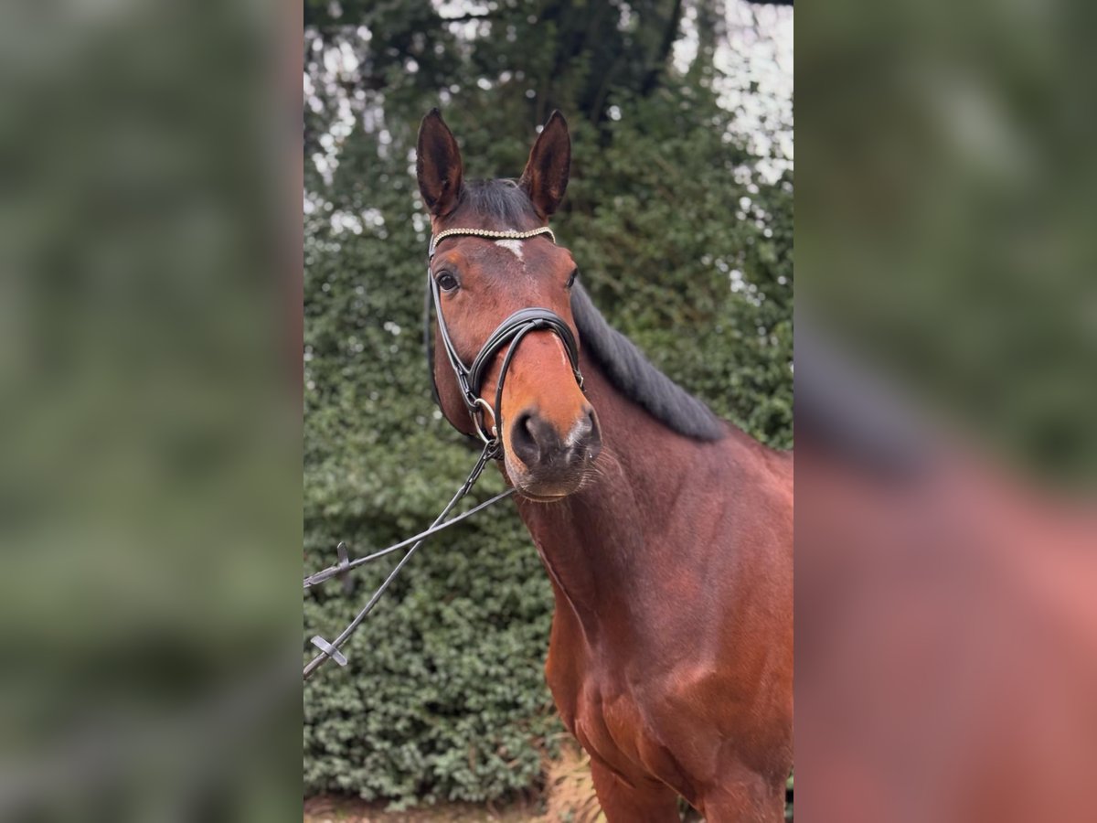 Hanoverian Gelding 12 years 17 hh Brown in Moers