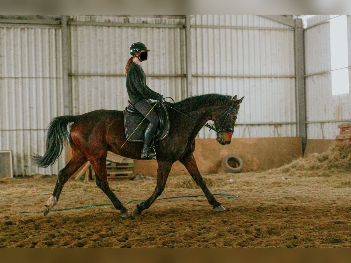 Hanoverian Gelding 12 years 17 hh Brown in Wejherowo