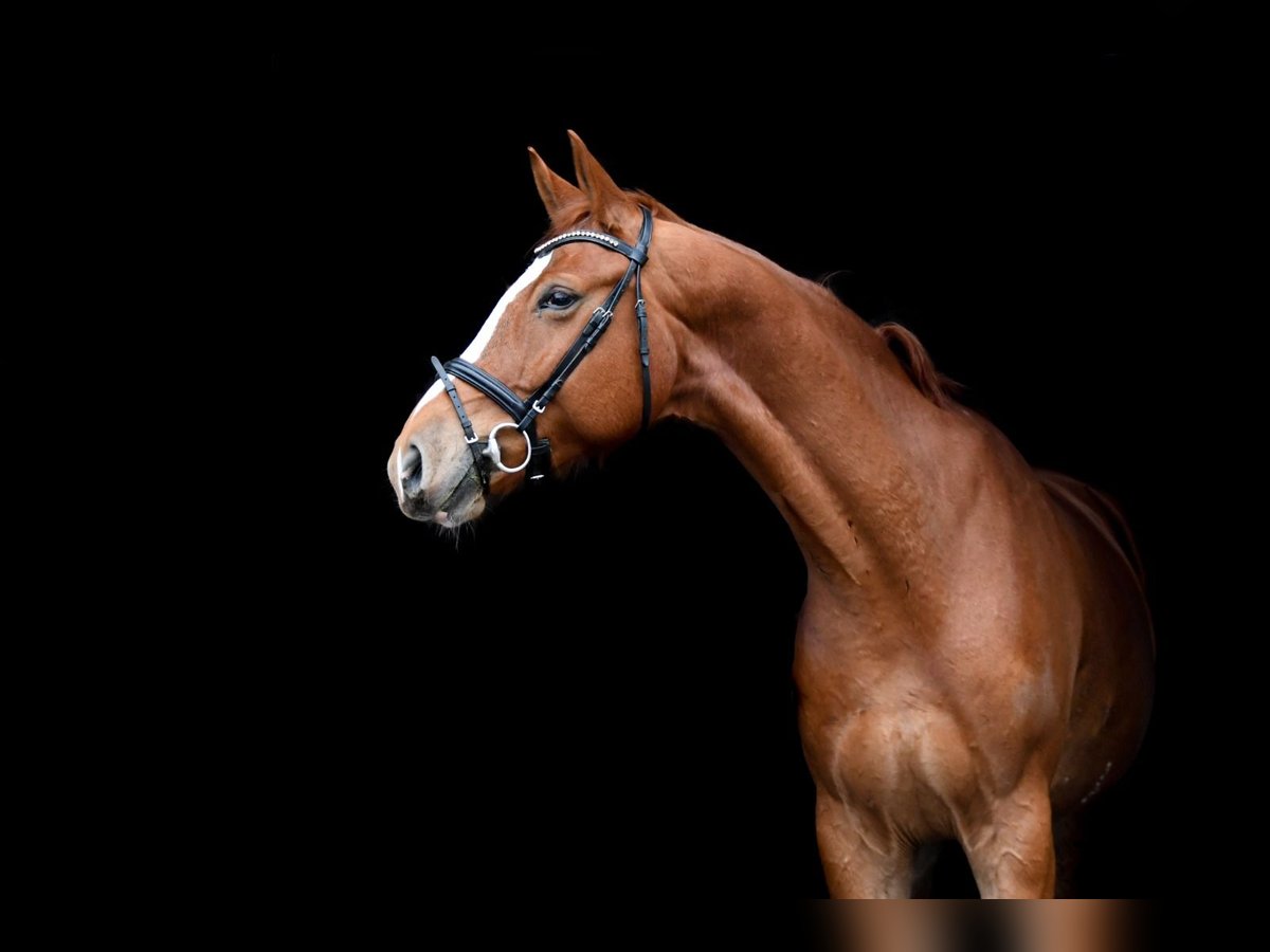 Hanoverian Gelding 12 years 17 hh Chestnut-Red in Handorf