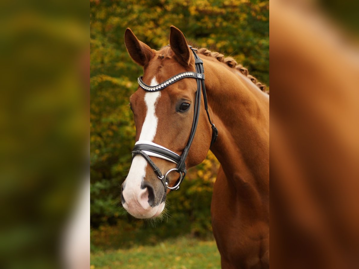 Hanoverian Gelding 12 years 17,2 hh Chestnut-Red in Gleichen Hanoverian Gelding 12 years 17,2 hh Chestnut-Red in Gleichen