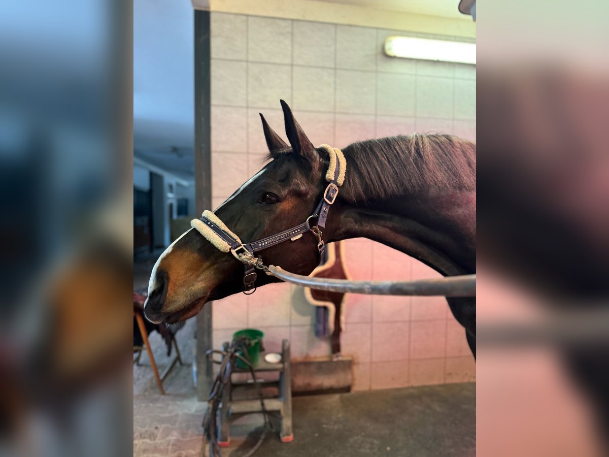 Hanoverian Gelding 12 years 17,3 hh Bay-Dark in lavernose lacasse