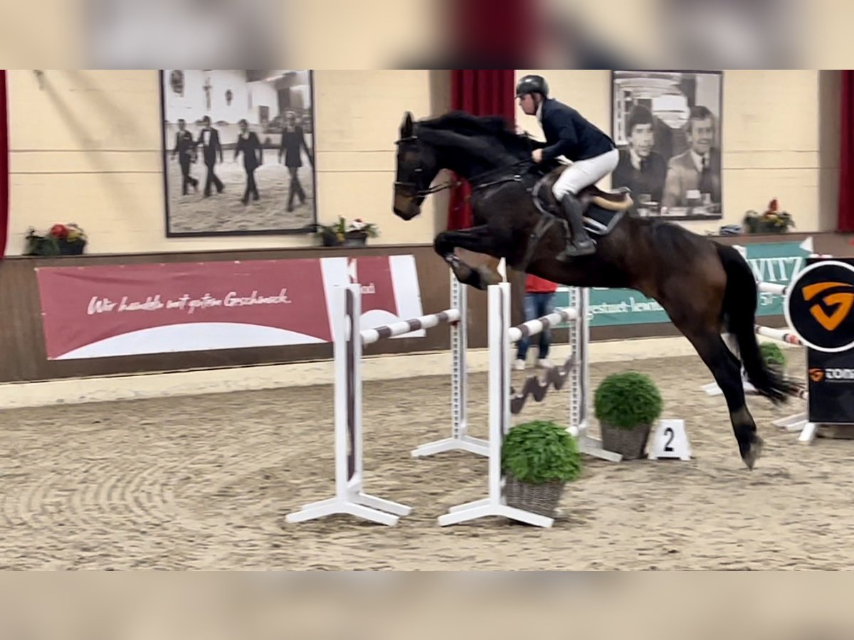 Hanoverian Gelding 12 years 18 hh in Walbeck