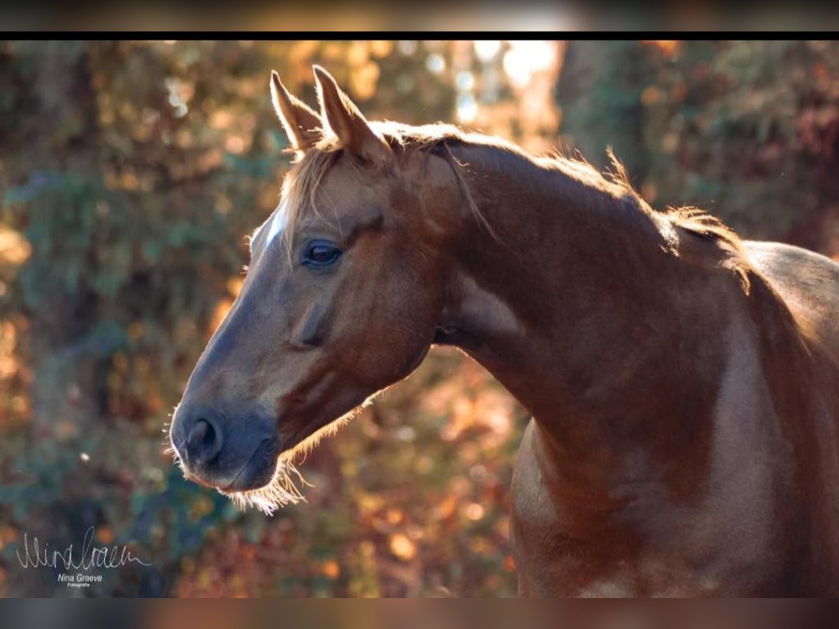 Hanoverian Gelding 13 years 15,2 hh Chestnut in Hude (Oldenburg)