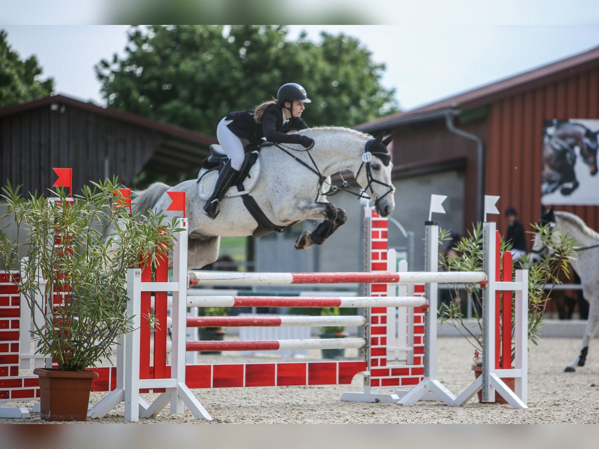 Hanoverian Gelding 13 years 15,2 hh Grey-Fleabitten in Zeil am Main