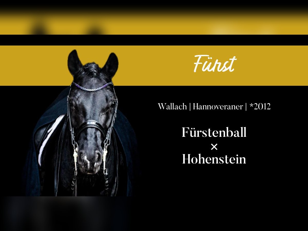 Hanoverian Gelding 13 years 16,1 hh Black in Ro&#xDF;dorf