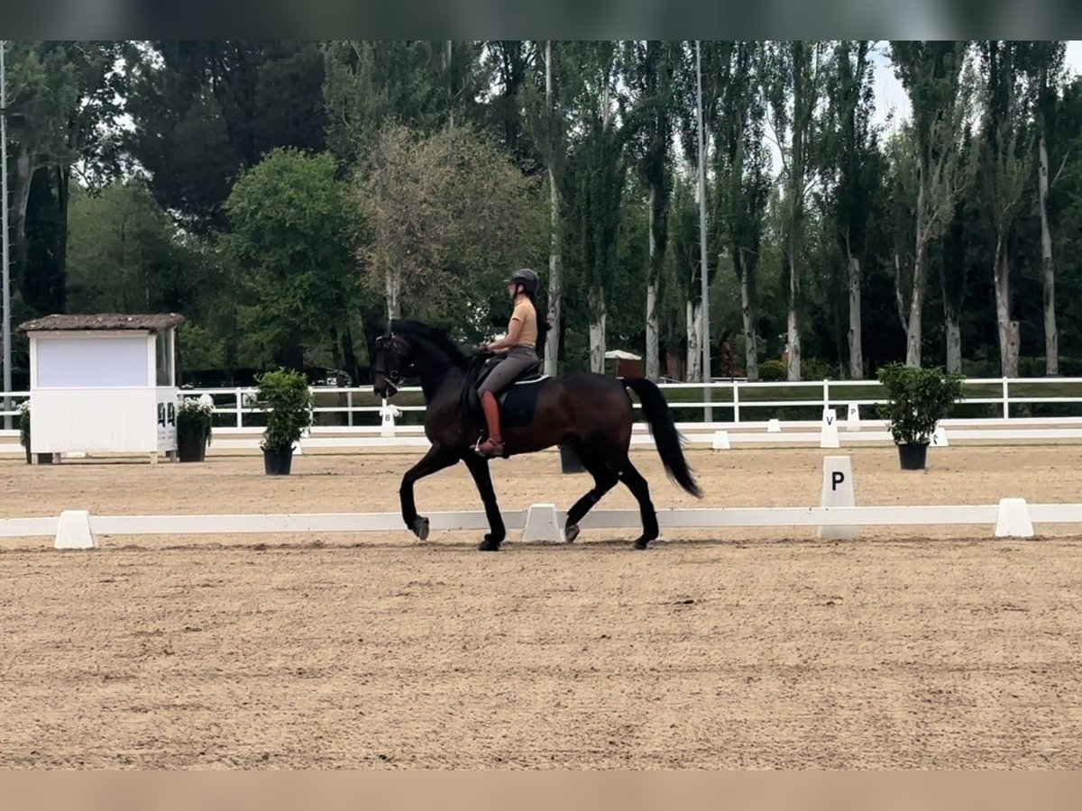 Hanoverian Gelding 13 years 16,1 hh Smoky-Black in Forest City