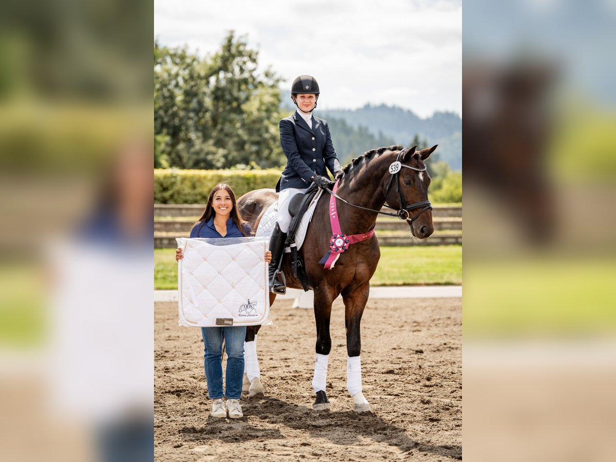 Hanoverian Gelding 13 years 16 hh Bay in Ridgefield, WA