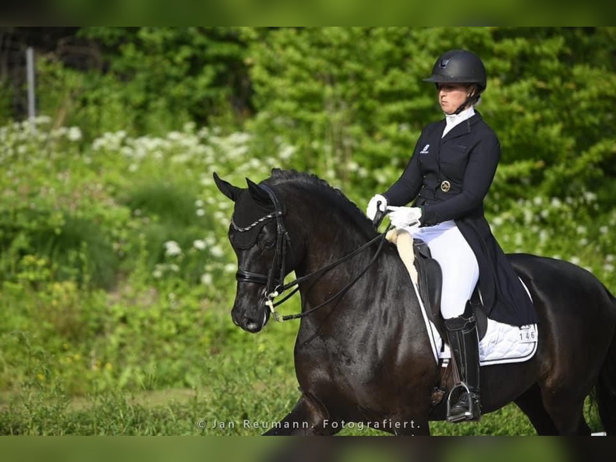 Hanoverian Gelding 13 years 16 hh Black in Ro&#xDF;dorf