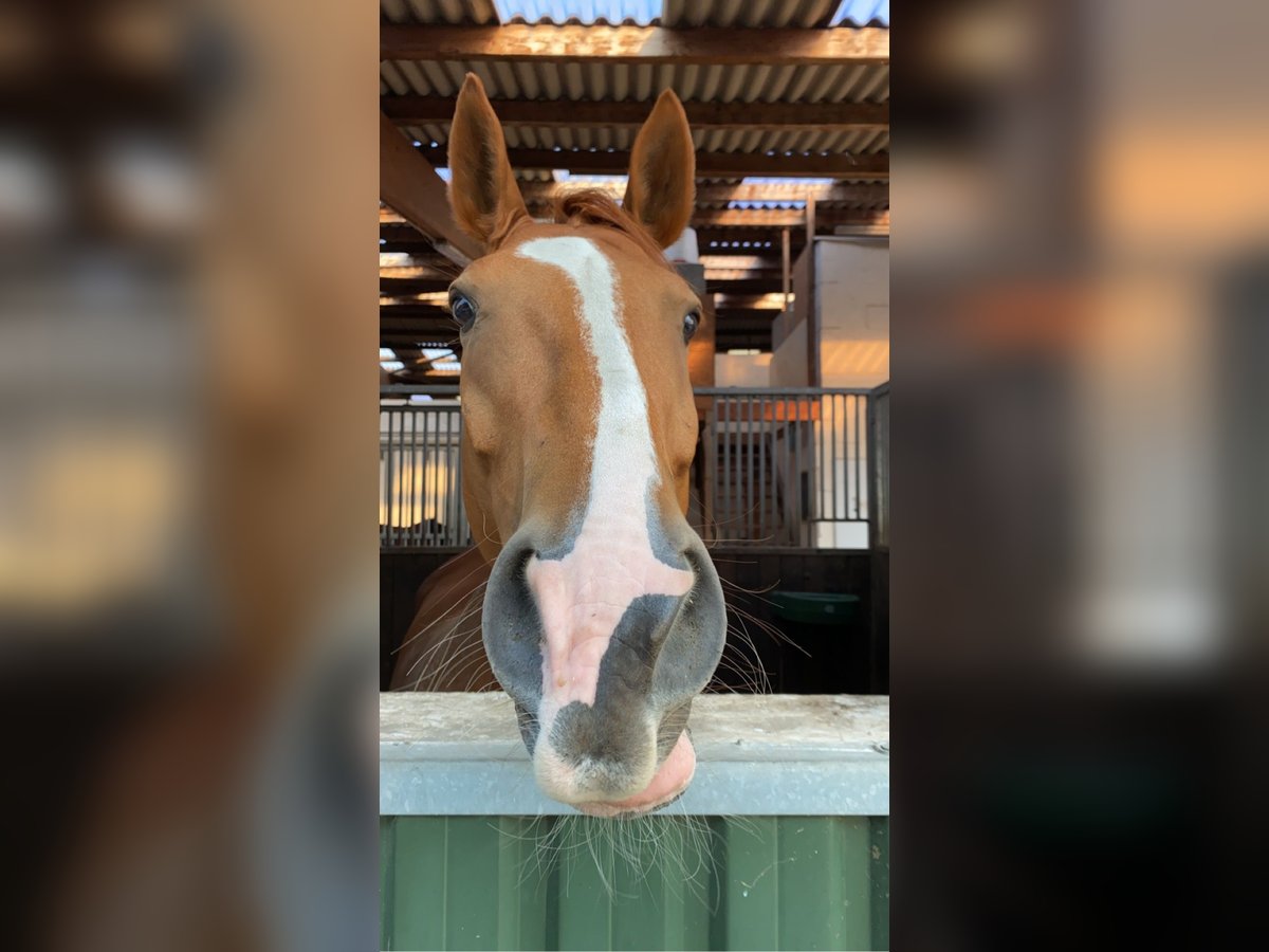 Hanoverian Gelding 13 years 16 hh Chestnut-Red in Toppenstedt