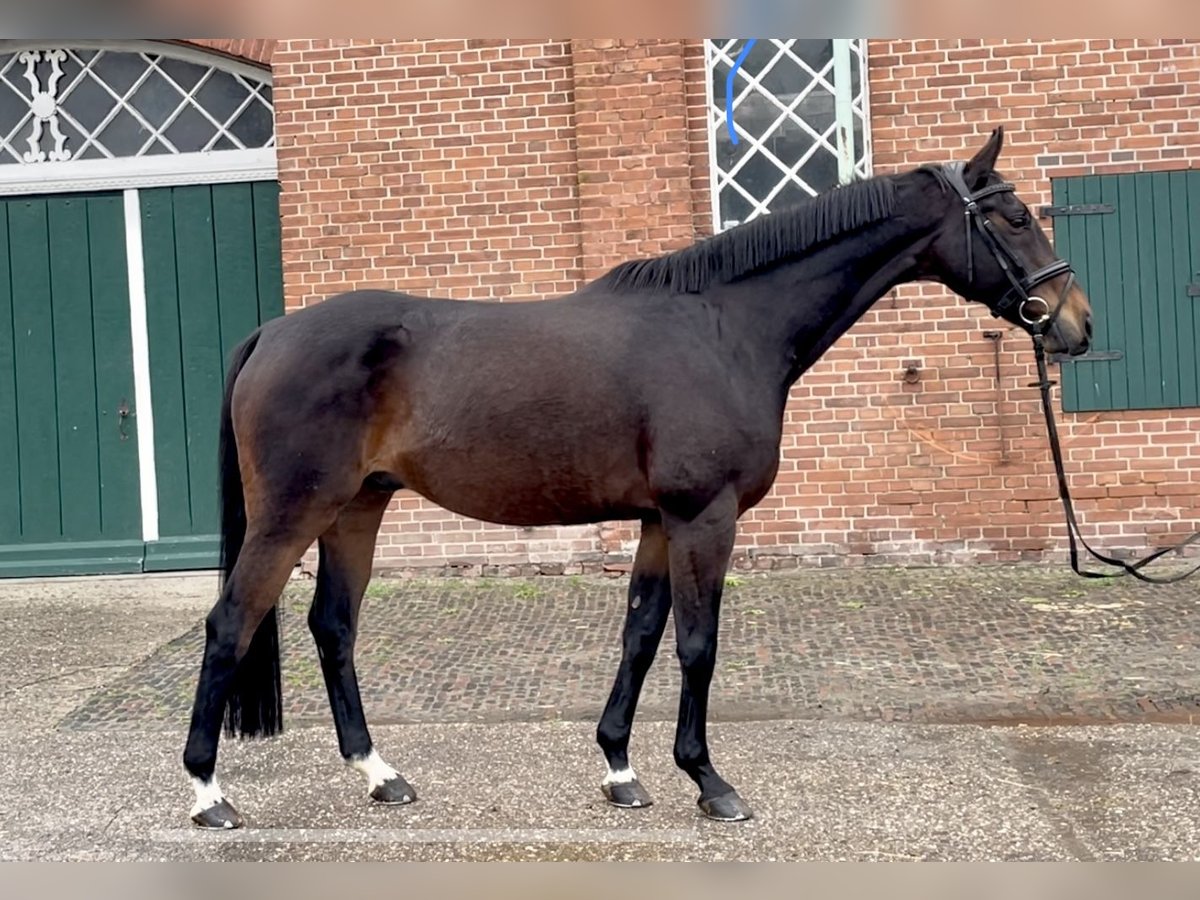 Hanoverian Gelding 13 years 16,1 hh Bay-Dark in Jade