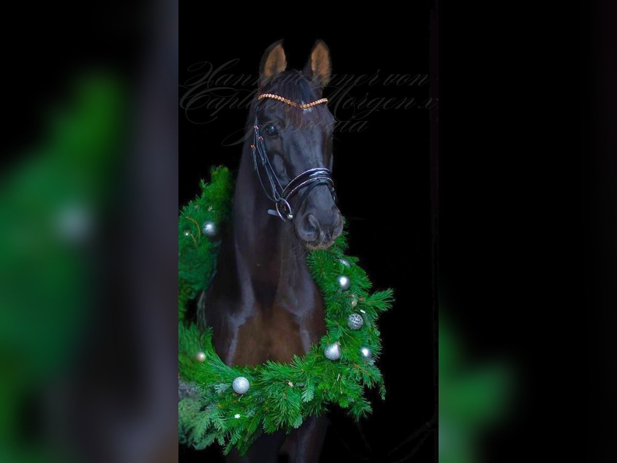 Hanoverian Gelding 13 years 16,1 hh Black in Burgwedel