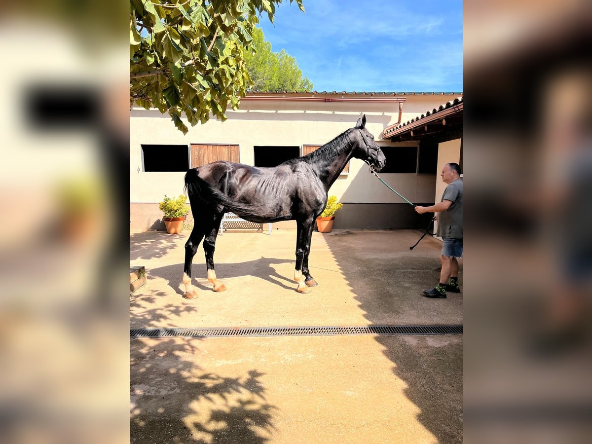 Hanoverian Gelding 13 years 16,2 hh Black in PERATALLADA