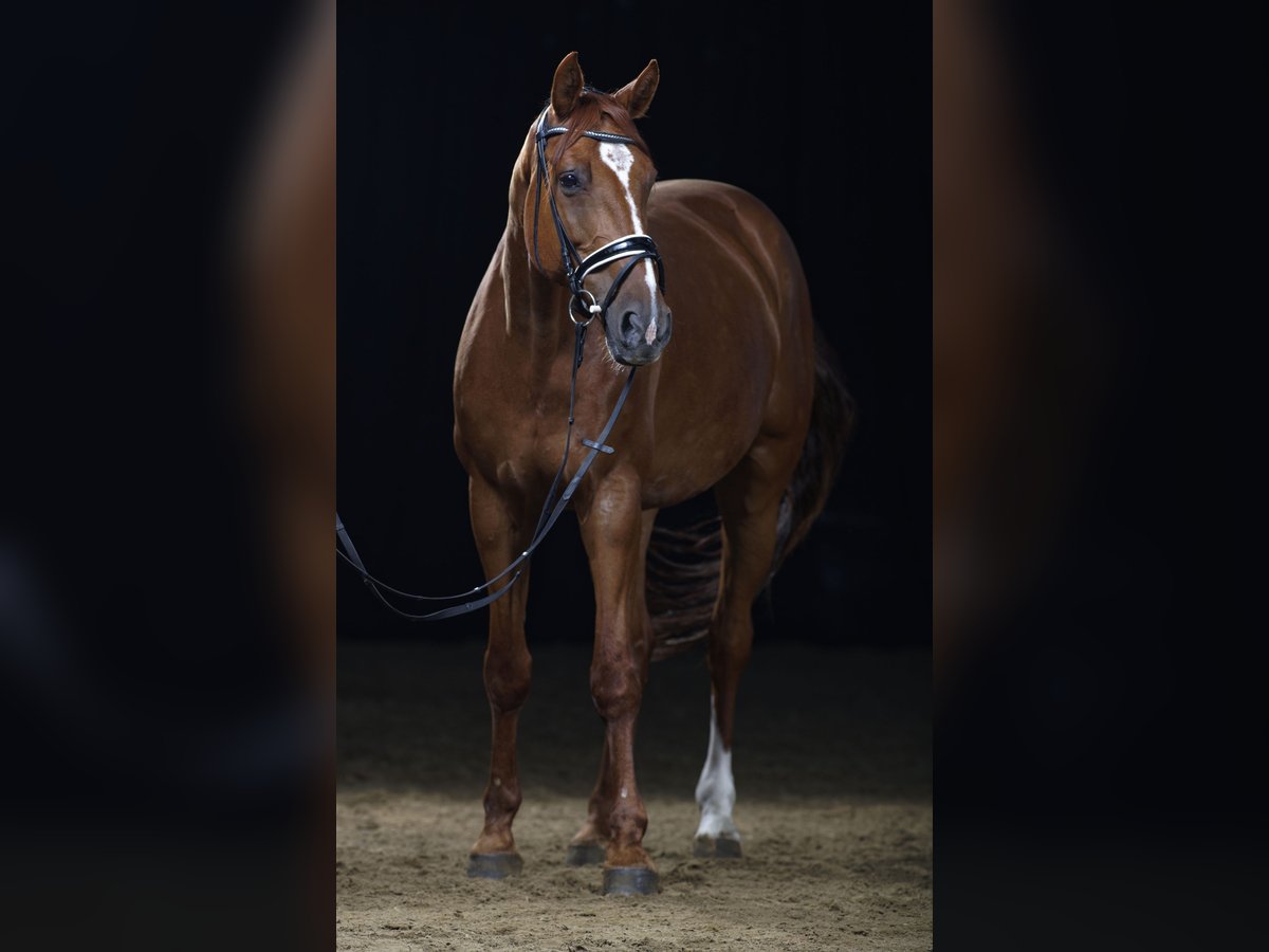 Hanoverian Gelding 13 years 17,1 hh Chestnut-Red in Renningen