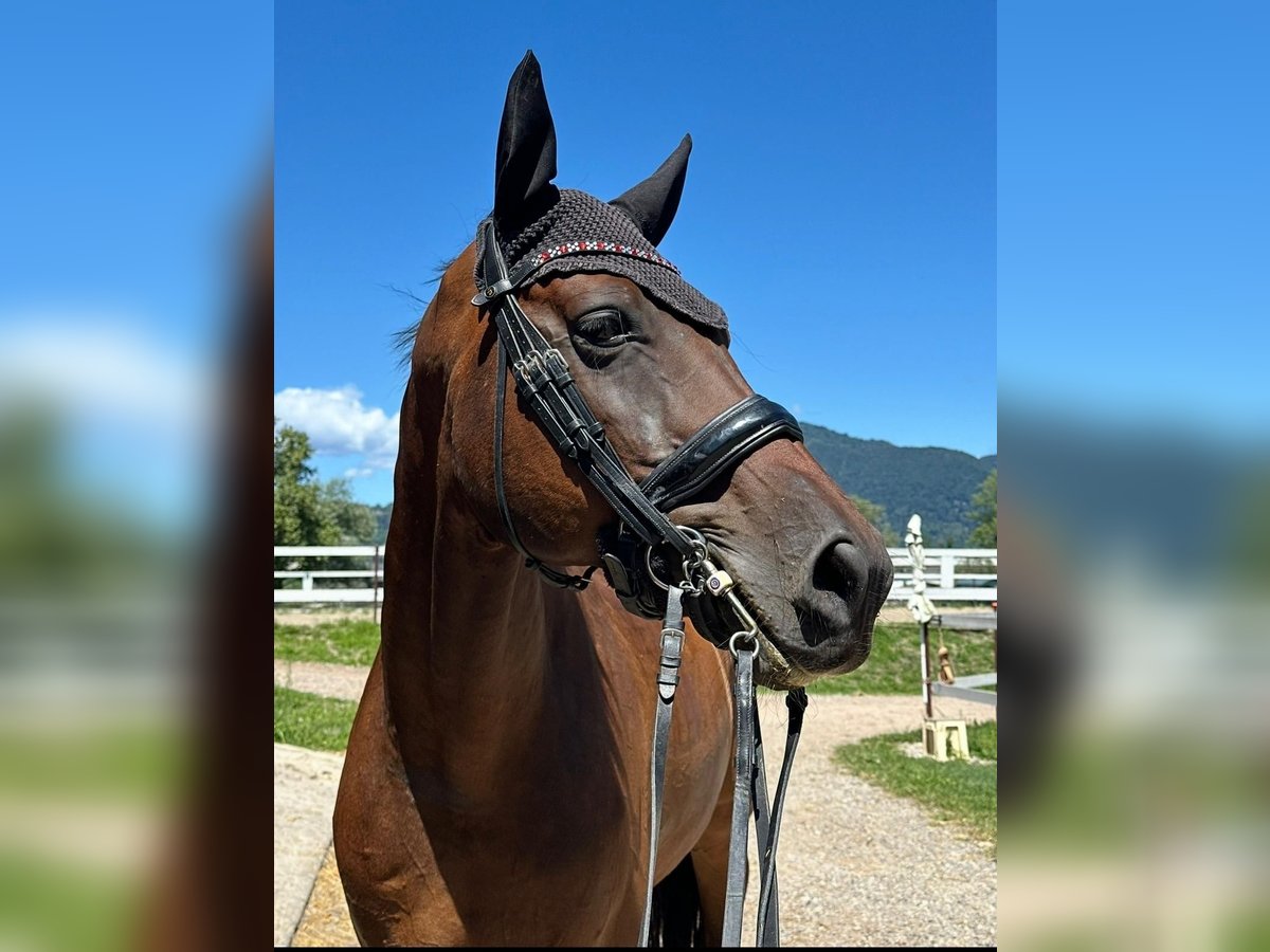 Hanoverian Gelding 13 years 17 hh Brown in Besozzo