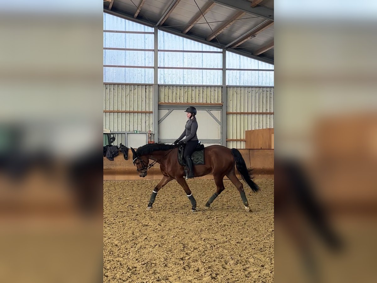 Hanoverian Gelding 13 years 17 hh Brown in Jüchen