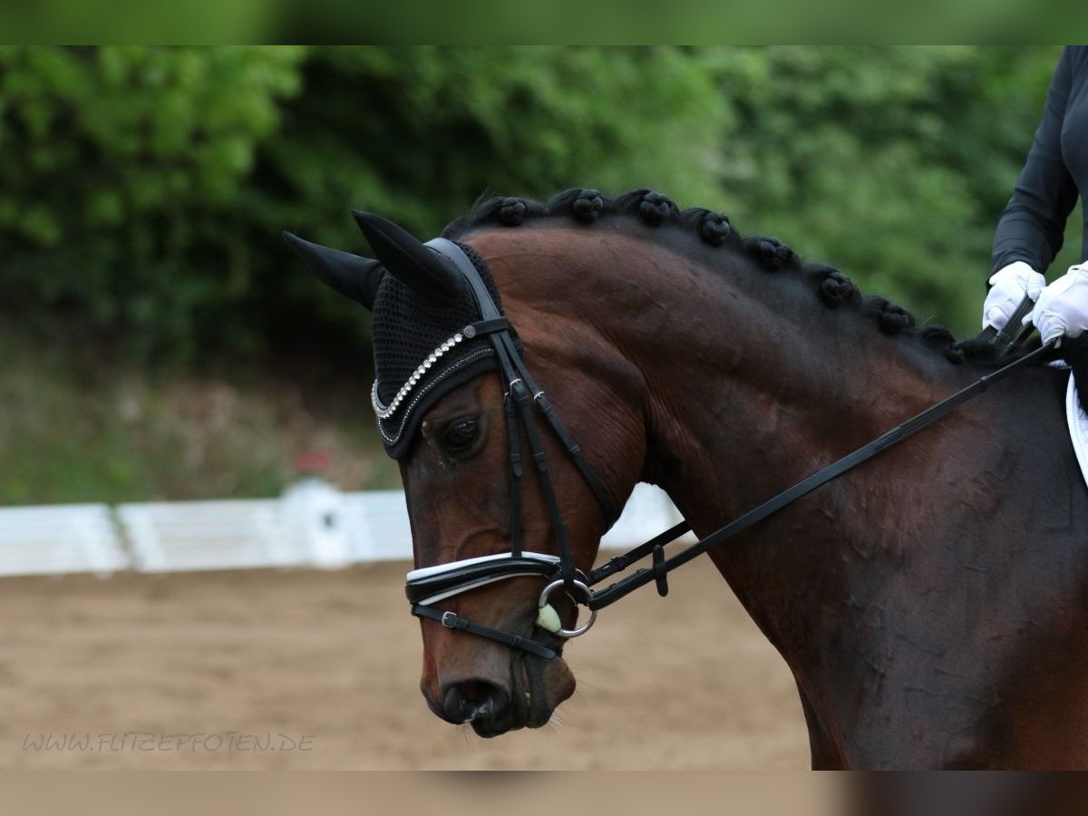 Hanoverian Gelding 13 years 17 hh in Pforzheim