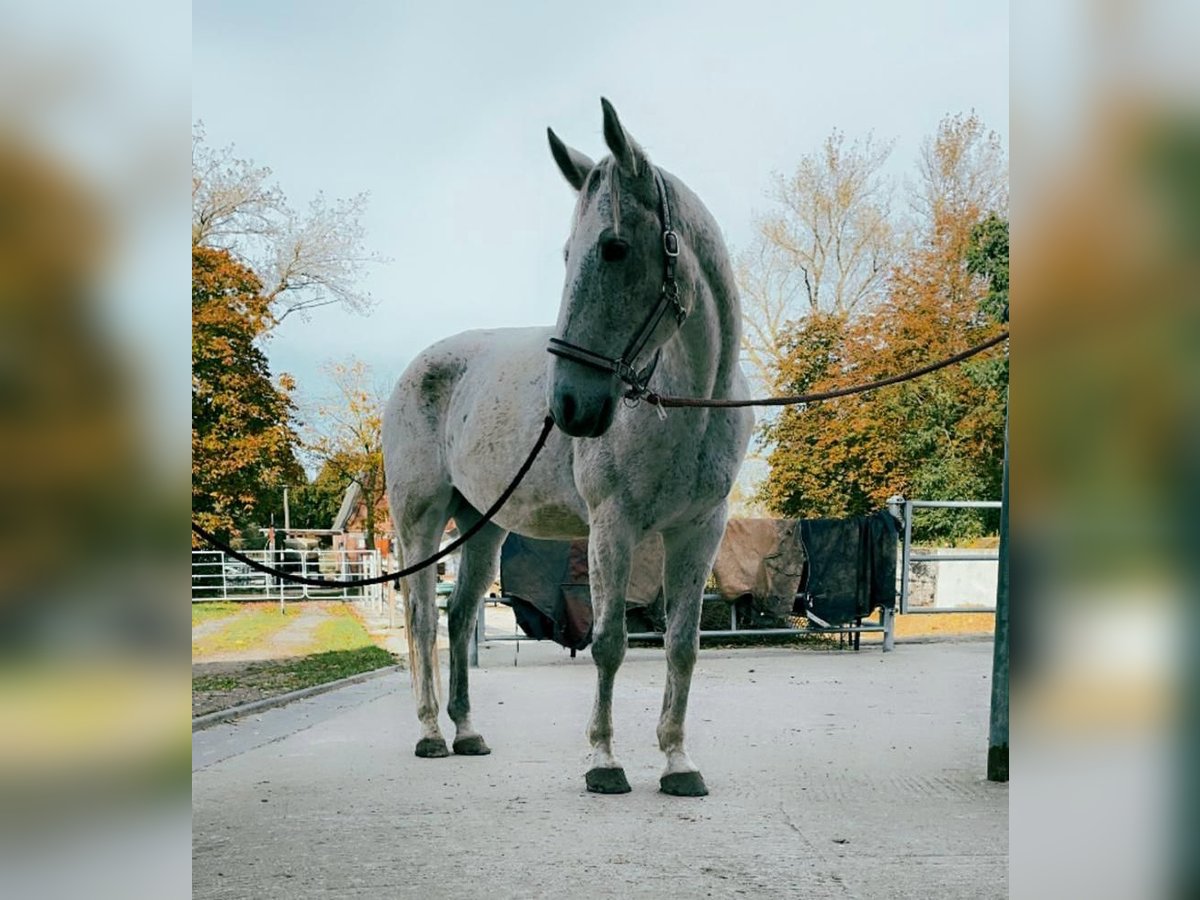 Hanoverian Mix Gelding 13 years 17 hh Grey-Fleabitten in Heiligenhafen