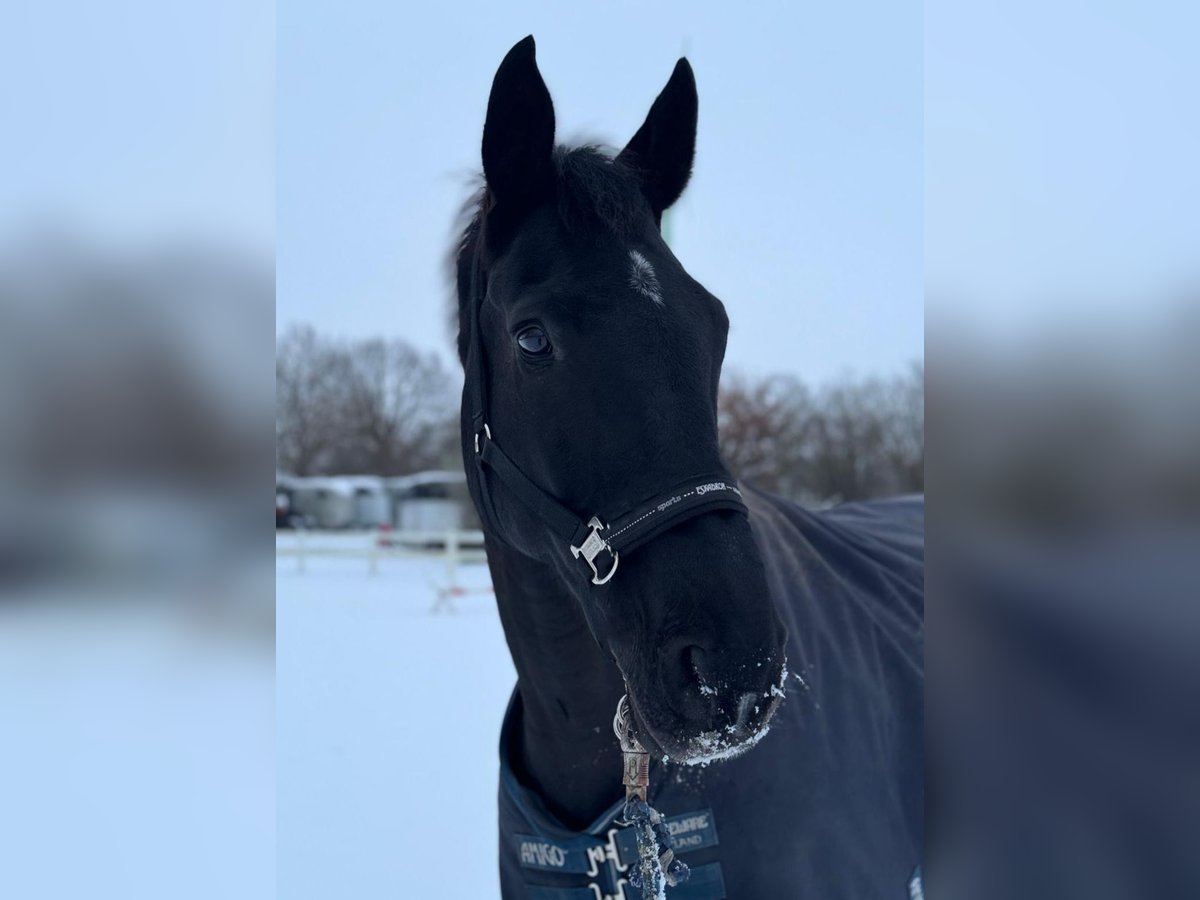 Hanoverian Gelding 13 years 17,1 hh Black in Neritz