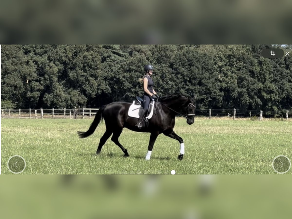 Hanoverian Gelding 13 years 18 hh Black in Langwedel