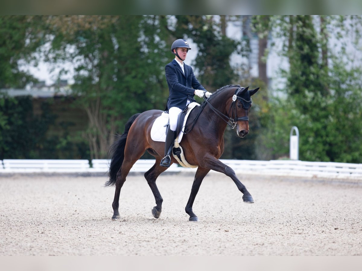 Hanoverian Gelding 14 years 16,1 hh Bay-Dark in Maxdorf