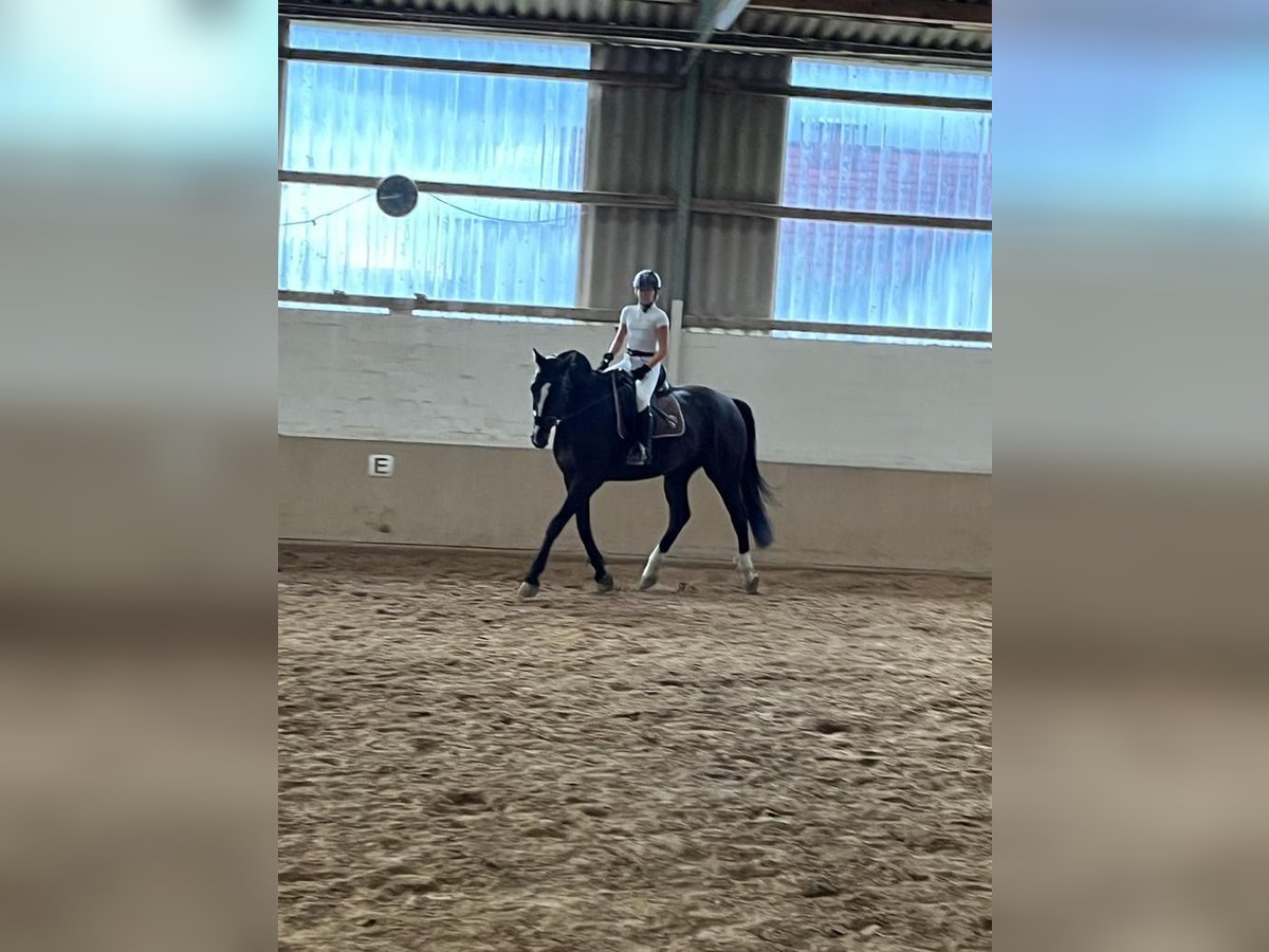 Hanoverian Gelding 14 years 16,2 hh Bay-Dark in Winsen (Aller)