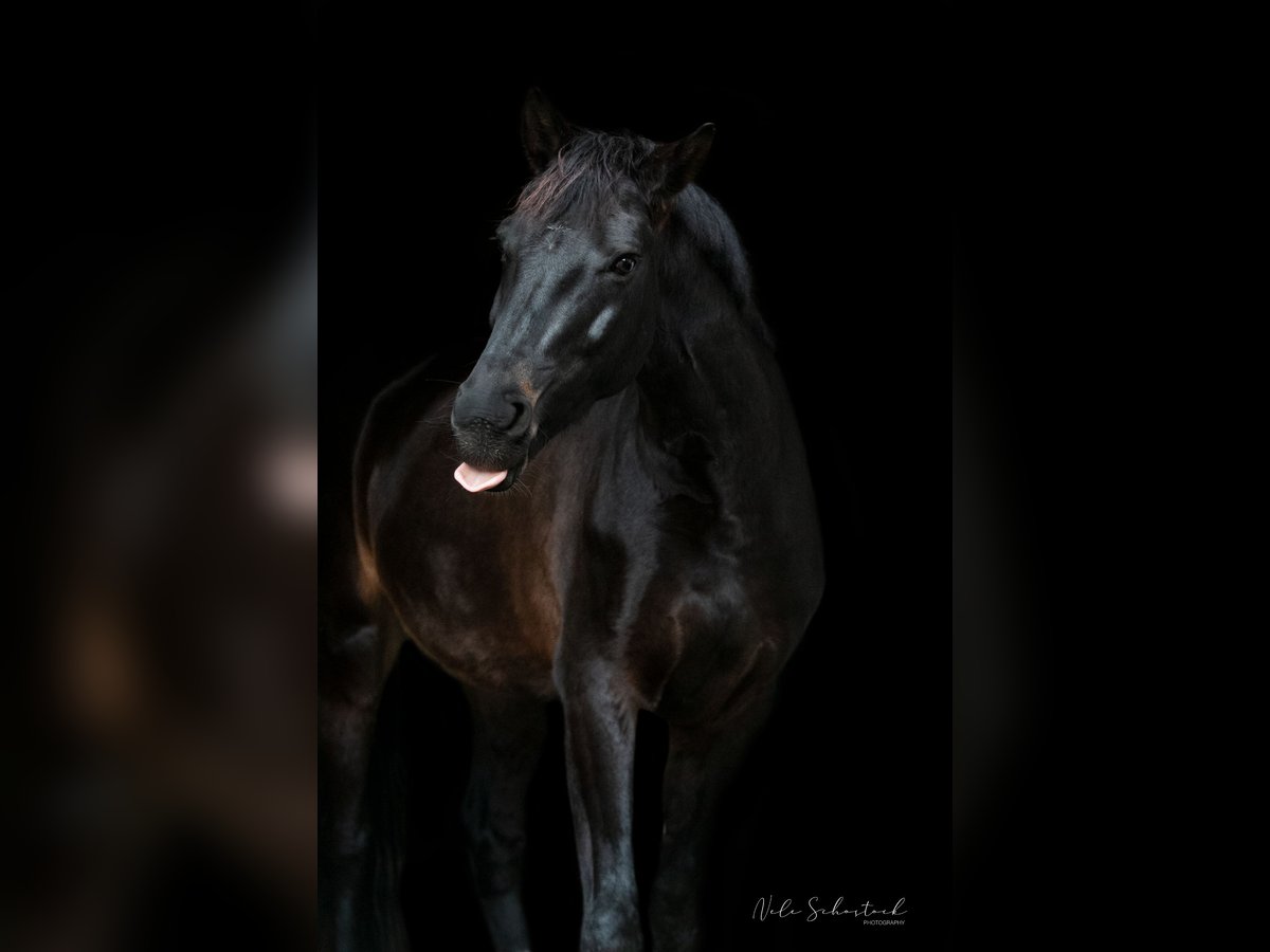 Hanoverian Gelding 14 years 16,2 hh Smoky-Black in Köln