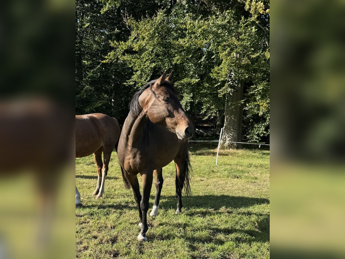 Hanoverian Gelding 14 years 16 hh Bay-Dark in Barver