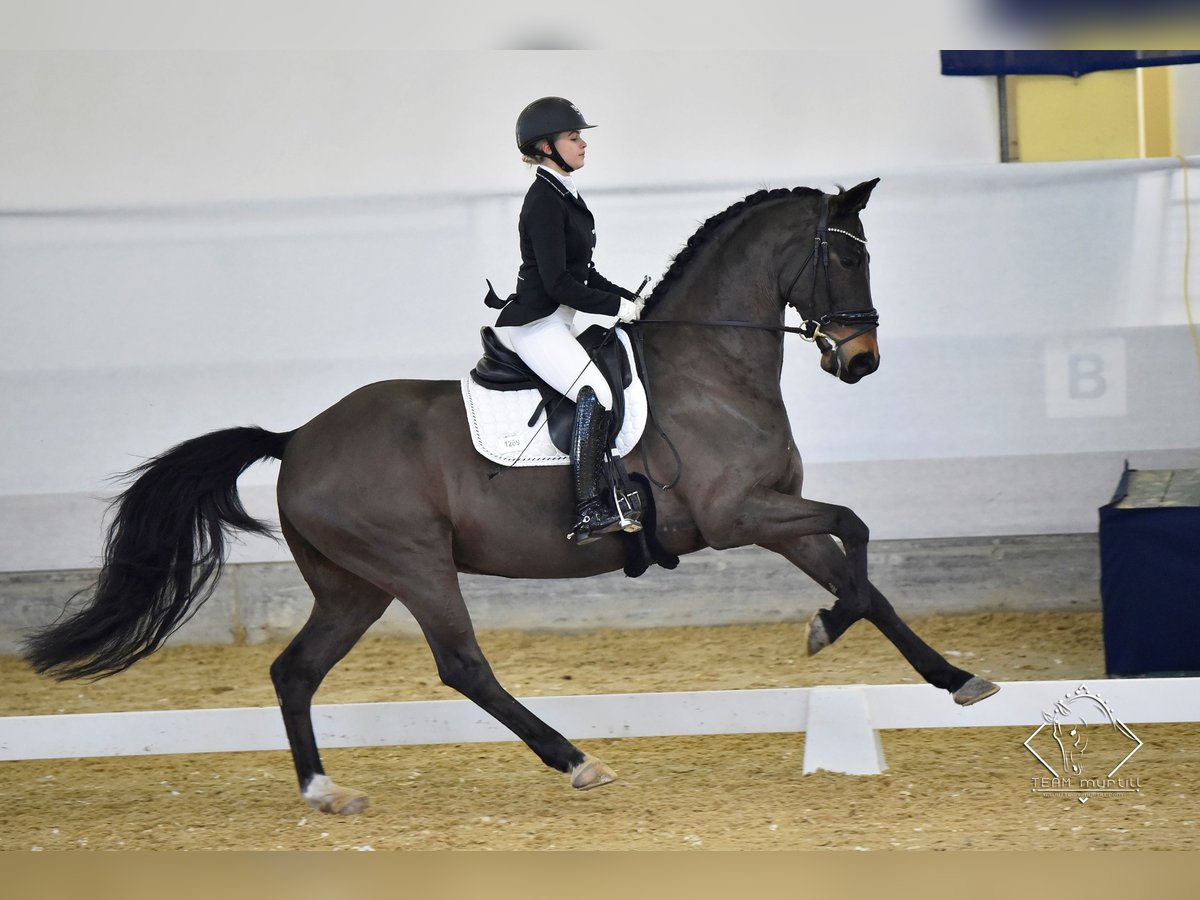 Hanoverian Gelding 14 years 16,2 hh Bay-Dark in Leithaprodersdorf