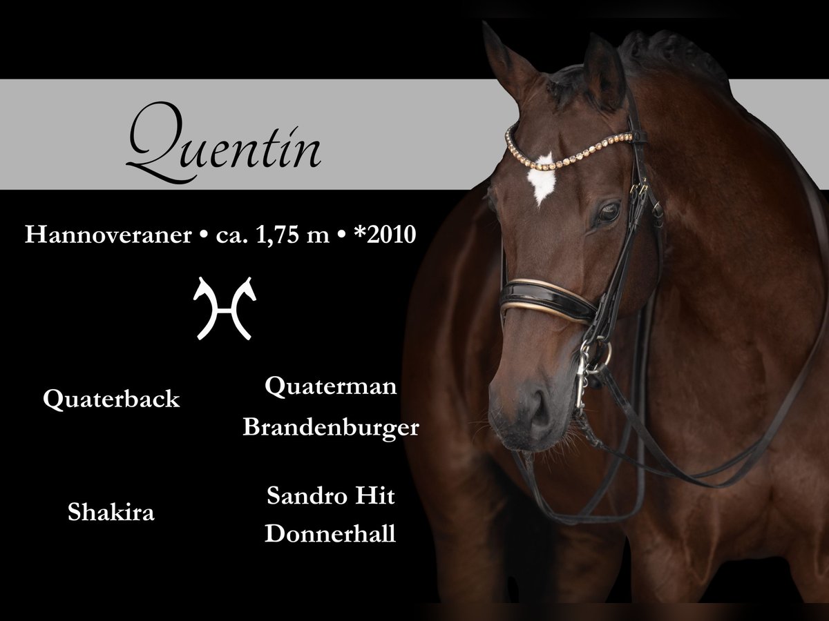 Hanoverian Gelding 14 years 17,1 hh Bay-Dark in Wehringen