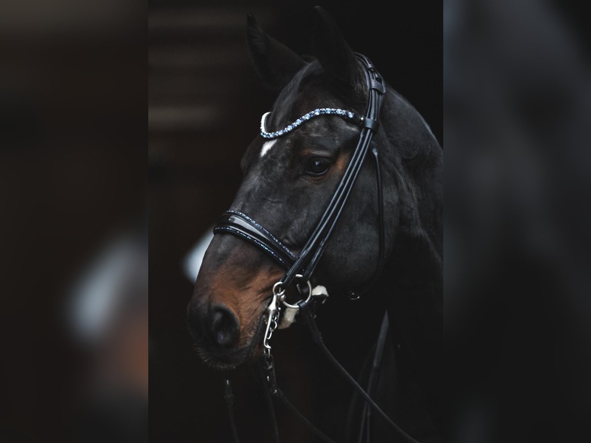 Hanoverian Gelding 14 years 17 hh Bay-Dark in Weitersweiler