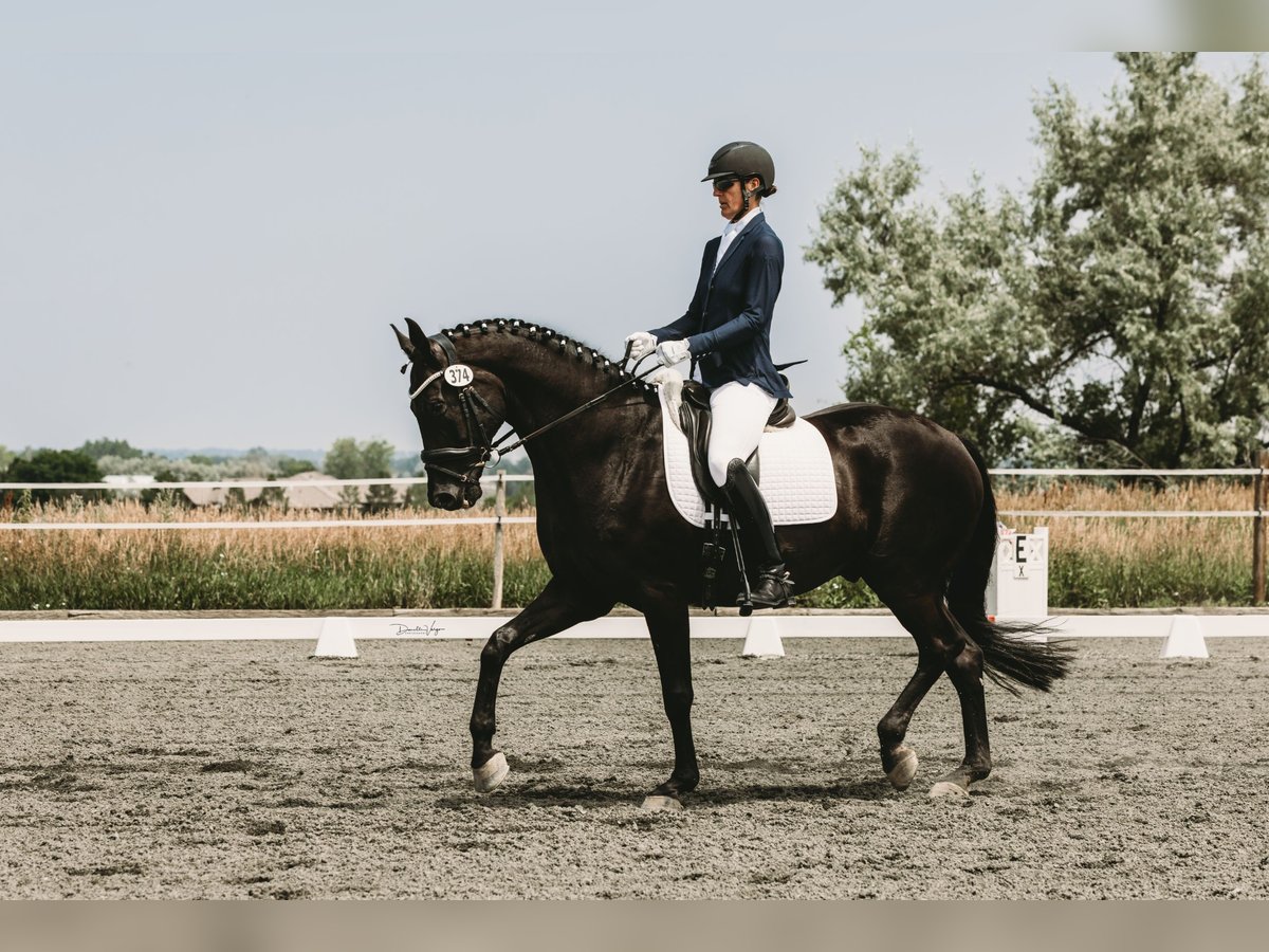 Hanoverian Gelding 14 years 17 hh Black in Boulder, CO